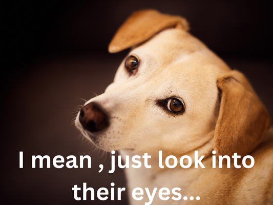 tell me dogs don't have spirits