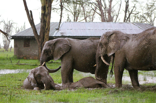 The Compassion of Elephants: Life Lessons in Faith, Empathy, and the Power of Animals