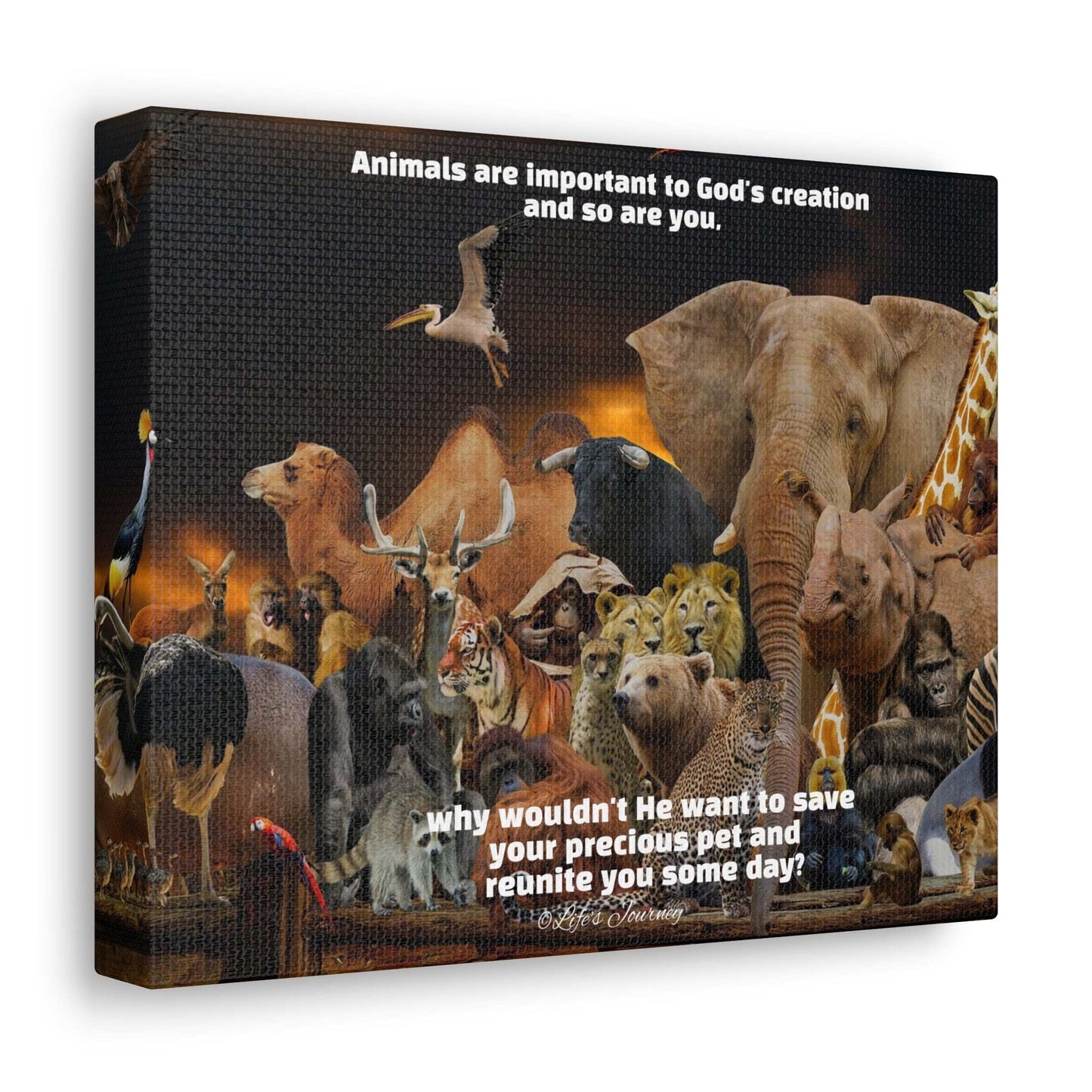 Animals are Important to God Canvas Print