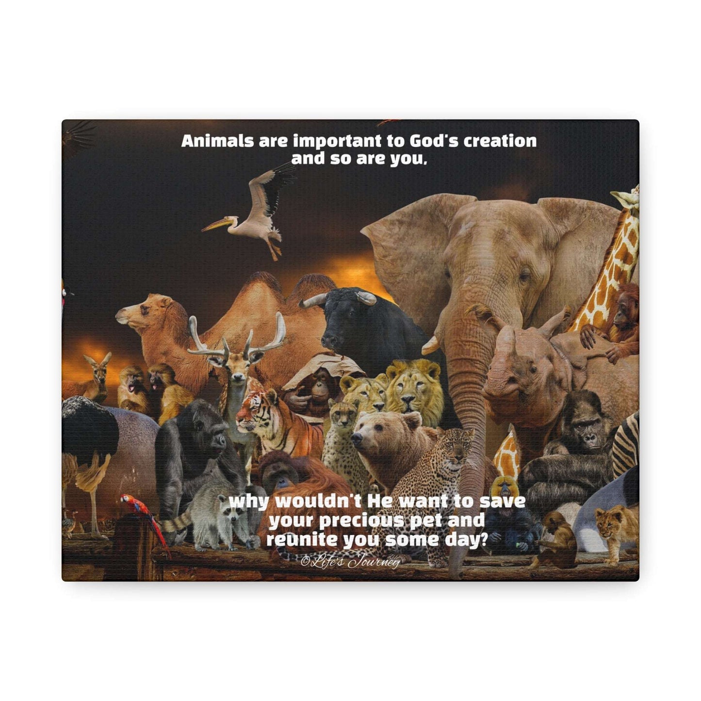 Animals are Important to God Canvas Print