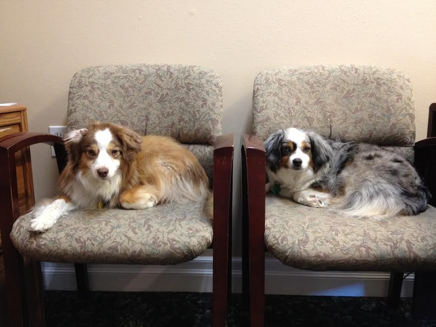 What Dogs Teach Us About Faith, Love and Friendship: Life Lessons From Our Loyal Companions