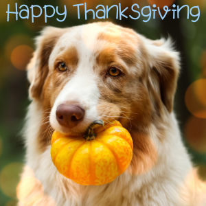 🦃 Thankful Hearts and Faithful Companions: Finding Gratitude This Thanksgiving