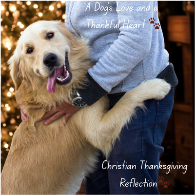 🐾 A Dog’s Love and a Thankful Heart: Lessons in Gratitude This Thanksgiving